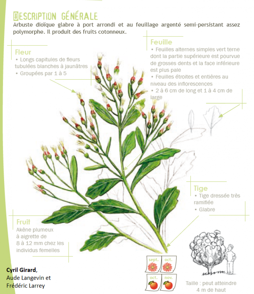 Baccharis halimifolia L., 1753